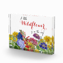 Eine kleine Wildblume auf dem Weg Baby in Blütenze