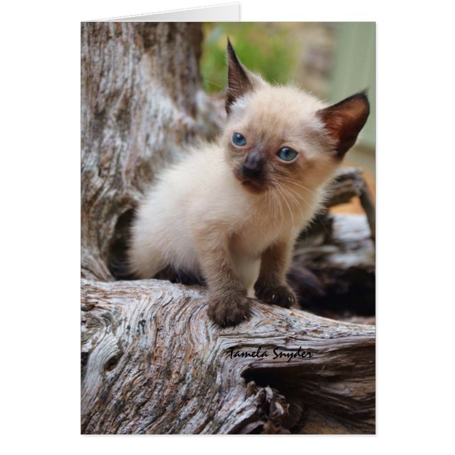 Eine kleines Kätzchen ina große Welt (Vorne)