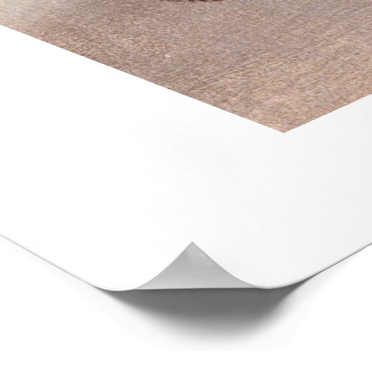 Eine Krabbe an der Küste Poster (Ecke)