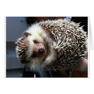 Eine Kugel des Spike