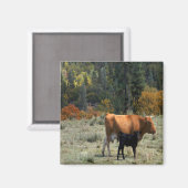 Eine Kuh und ihr Kalb.... Magnet (Vorderseite/Rückseite)