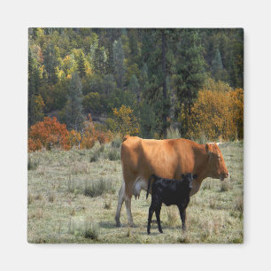 Eine Kuh und ihr Kalb.... Magnet
