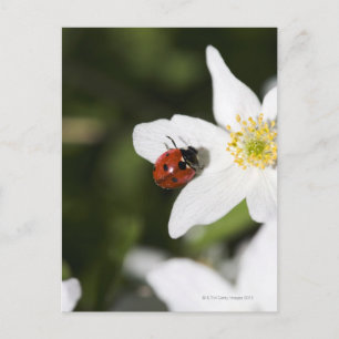 Eine Ladybird auf einem Holzanemon Stockholm Schwe Postkarte