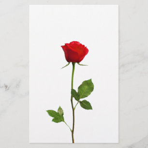 EINE LANGE STAMM-ROTE ROSE BRIEFPAPIER