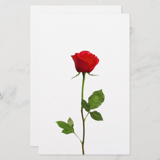 EINE LANGE STAMM-ROTE ROSE BRIEFPAPIER (Vorne/Hinten)