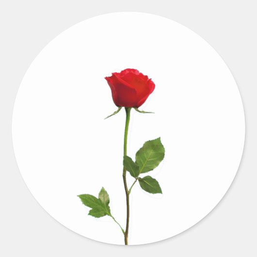 EINE LANGE STAMM-ROTE ROSE RUNDER AUFKLEBER (Vorderseite)