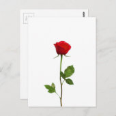 EINE LANGSTÄNDIGE ROTE ROSE POSTKARTE (Vorne/Hinten)