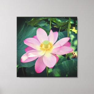 Eine lebendige Lotus-Blume Leinwanddruck