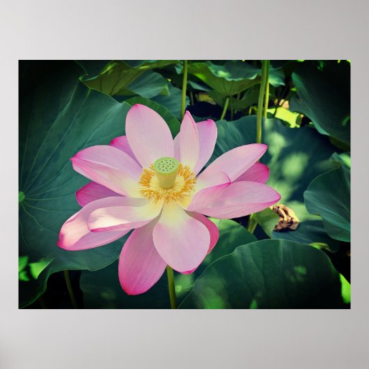 Eine lebendige Lotus-Blume Poster (Vorne)