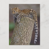 Eine Leopard-Schwanz-Postkarte Postkarte (Vorderseite)