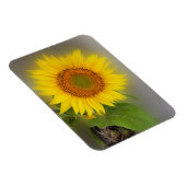 eine leuchtende Sonnenblume Magnet (Rechte Seite)
