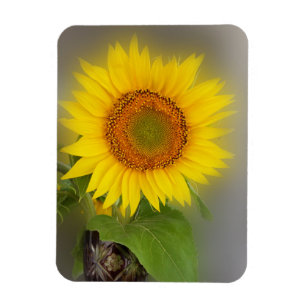 eine leuchtende Sonnenblume Magnet