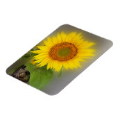 eine leuchtende Sonnenblume Magnet (Linke Seite)