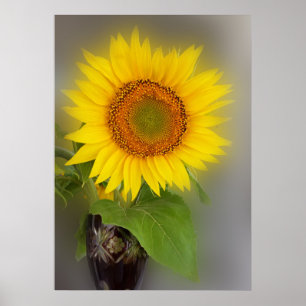 eine leuchtende Sonnenblume Poster