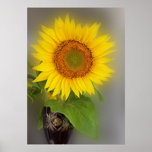 eine leuchtende Sonnenblume Poster (Vorne)