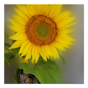 eine leuchtende Sonnenblume Poster