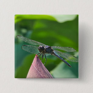 Eine Libelle der Art Slaty Skimmer Button