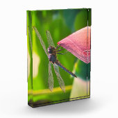 Eine Libelle der Art Slaty Skimmer Fotoblock (Links)