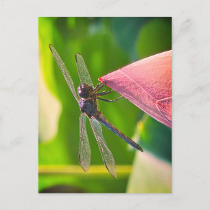 Eine Libelle der Art Slaty Skimmer Postkarte