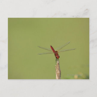 Eine Libelle-Erholung auf einem getrockneten Unkra Postkarte