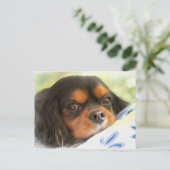 Eine Liebe wie kein anderer Cavalier King Charles  Postkarte (Stehend Vorderseite)