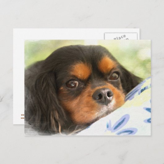 Eine Liebe wie kein anderer Cavalier King Charles  Postkarte (Vorne/Hinten)