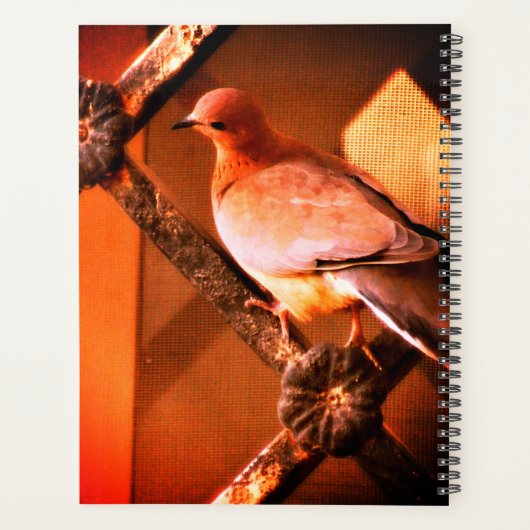 Eine liebliche Taube Planer (Rückseite)