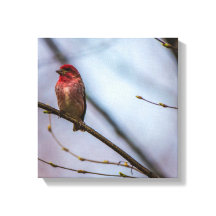 Eine Lila Finch 12 x 12 gearbeitete Canvas Print