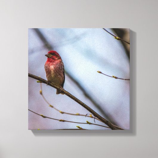 Eine Lila Finch 12 x 12 gearbeitete Canvas Print Leinwanddruck (Vorderseite)