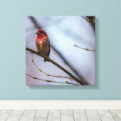 Eine Lila Finch 12 x 12 gearbeitete Canvas Print Leinwanddruck (Insitu (Holzboden))