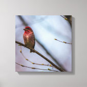 Eine Lila Finch 12 x 12 gearbeitete Canvas Print Leinwanddruck (Vorderseite)