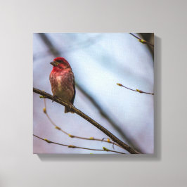 Eine Lila Finch 12 x 12 gearbeitete Canvas Print Leinwanddruck