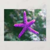 Eine Lila Strandfisch Postkarte (Vorderseite)