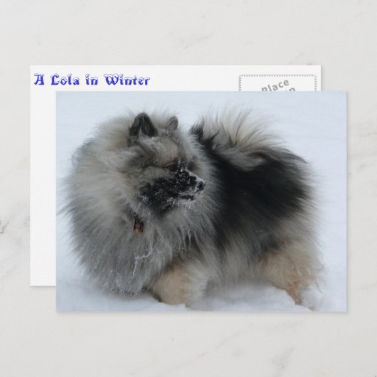 Eine Lola im Winter Postkarte (Vorne/Hinten)