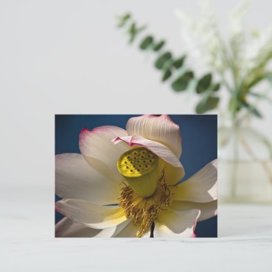 Eine Lotus Blossom Postkarte (Stehend Vorderseite)