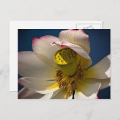 Eine Lotus Blossom Postkarte (Vorne/Hinten)