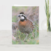 Eine männliche Bobwhite Quail Grußkarte. Karte (Rückseite)