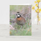 Eine männliche Bobwhite Quail Grußkarte. Karte (Gelbe Blume)