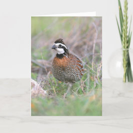 Eine männliche Bobwhite Quail Grußkarte. Karte