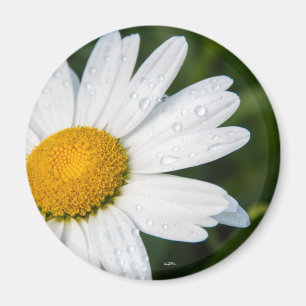 Eine Margeritte ist grün Magnet