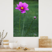 Eine mexikanische Aster Poster (Küche)