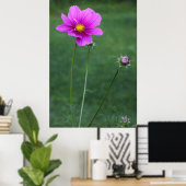 Eine mexikanische Aster Poster (Heimbüro)