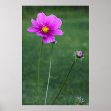 Eine mexikanische Aster