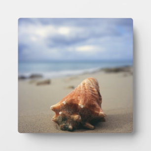 Eine Muschel am Strand St. Croix, Usvi Fotoplatte