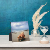 Eine Muschel am Strand | St. Croix, Usvi Fotoplatte (InSitu)