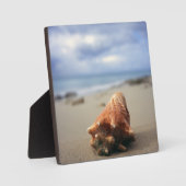 Eine Muschel am Strand | St. Croix, Usvi Fotoplatte (Vorderseite)