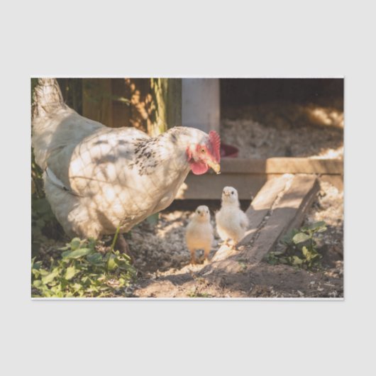 Eine Mutter mit ihren Hühnern Seidenpapier (Vorderseite)