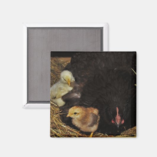 Eine Mutter und ihre Küken Magnet (Vorderseite/Rückseite)