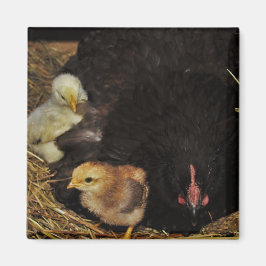 Eine Mutter und ihre Küken Magnet