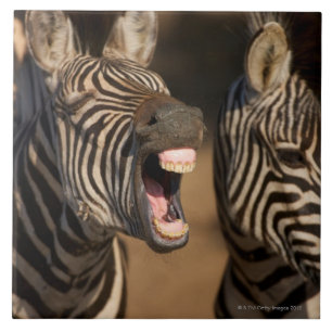 Eine Nahaufnahme eines Zebra, der seine Zähne Fliese